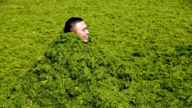 Ein Mann ist bis zum Hals in einem Feld aus grünen Algen gehüllt.