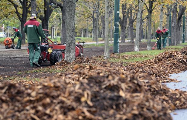 Wien verschärft Baumschutzgesetz: Größere Bäume und höhere Strafen