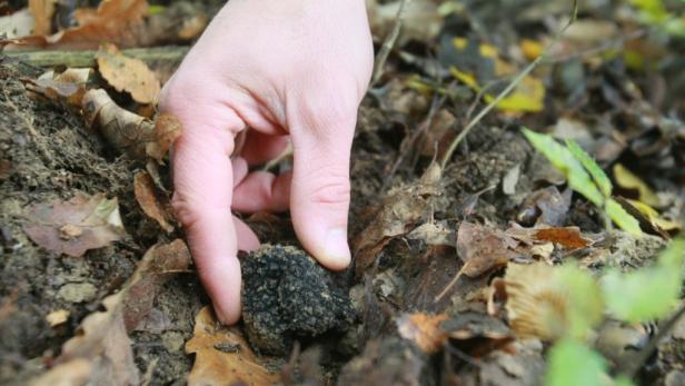 Trüffel aus dem Wienerwald