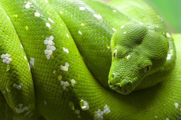 Pfeilgiftfrösche, Papageien und Schlangen: Exoten hoch im Kurs
