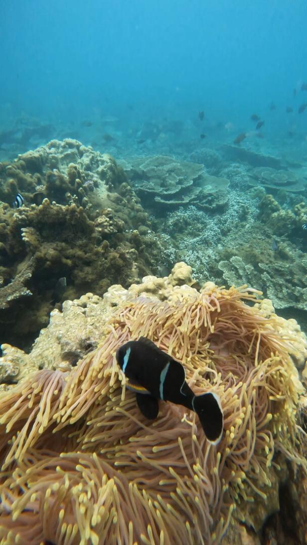 Ein Sattelfleck-Anemonenfisch schwimmt in einer Anemone vor einem Korallenriff.