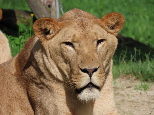2 Löwen in Tierwelt Herberstein eingeschläfert