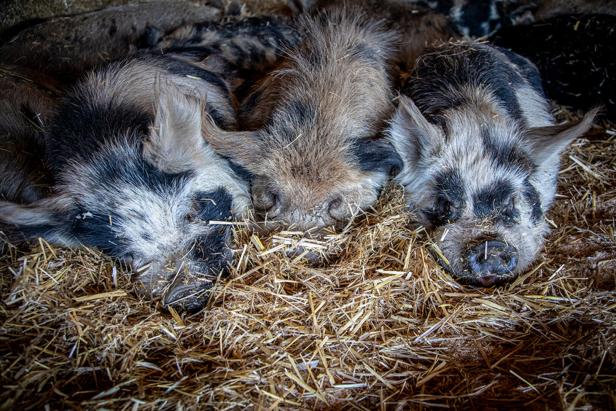 Schlau, sozial und gesprächig: Schweine können mehr als Schnitzel