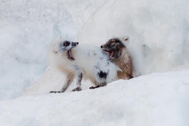 Zwei Polarfüchse scheinen sich in einer Schneehöhle zu streiten.