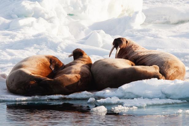 Zwei Walrosse ruhen sich auf einer Eisscholle im Wasser aus.