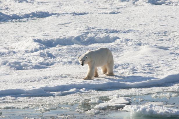 Ein Eisbär läuft über eine schneebedeckte Eisfläche.