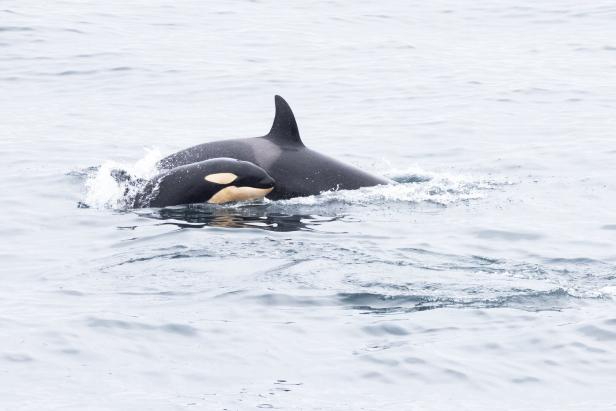 Ein Orca schwimmt mit seinem Jungen im Wasser.
