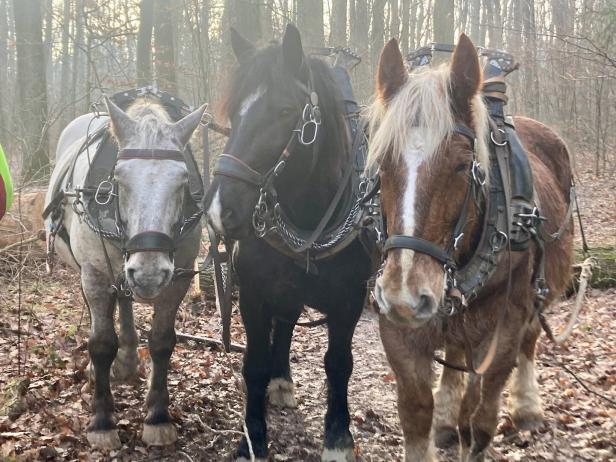 Drei Arbeitspferde im Maurer Wald