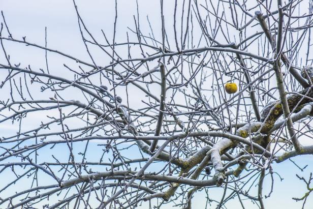 Apfelbaum im Winter