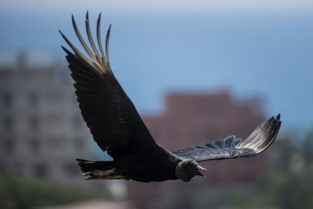 Ein Geier fliegt vor einem verschwommenen Hintergrund aus Gebäuden.