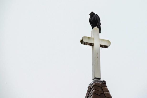 Ein Rabengeier sitzt auf einem Kreuz mit Eiszapfen.