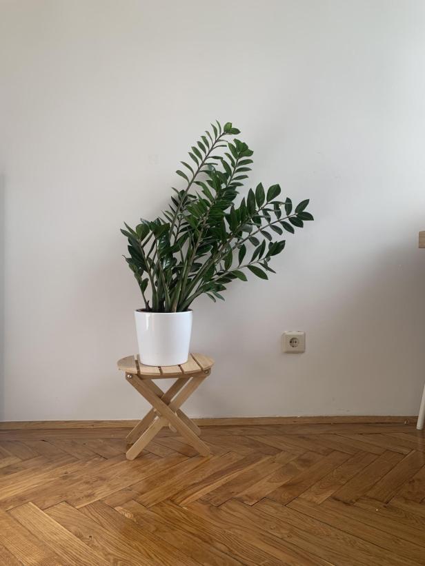 Eine Pflanze (Glücksfeder) steht in einem weißem Topf auf einem kleinen Holztisch auf Parkettboden