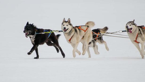 Huskys am Hundeschlitten