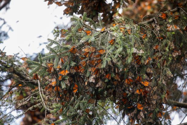 Hunderte Monarchfalter in einem Baum. 