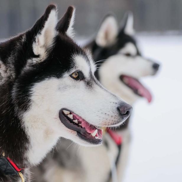 Huskys