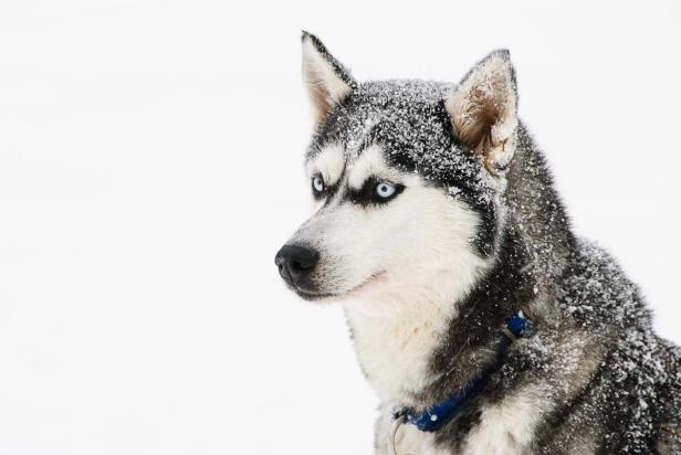 Husky