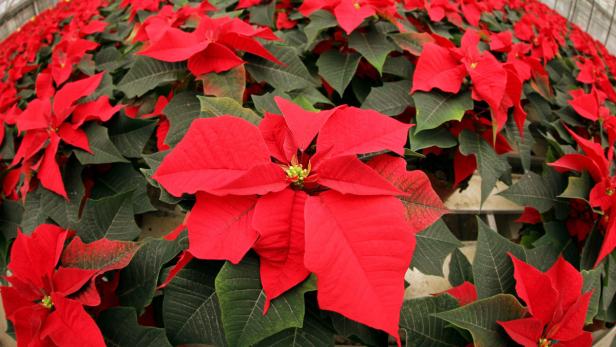 Viele rote Weihnachtssterne mit grünen Blättern in einem Gewächshaus.