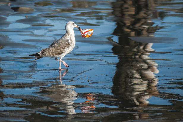 Von Zigarettenstummeln bis Plastiksackerl: Wie Littering die Umwelt belastet