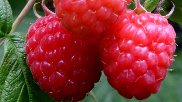 Nahaufnahme von drei reifen, roten Himbeeren.