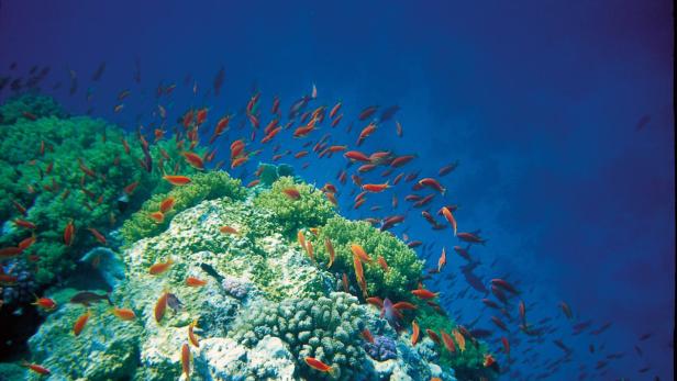 Eine Gruppe oranger Fische schwimmt über ein Korallenriff.