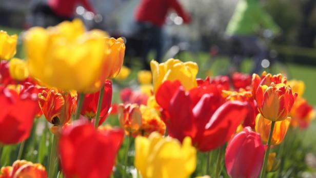 Tulpen aus Amsterdam: Ihre Saison ist jetzt!