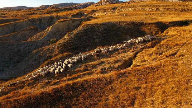 Eine Schafherde zieht durch eine hügelige, goldene Landschaft.