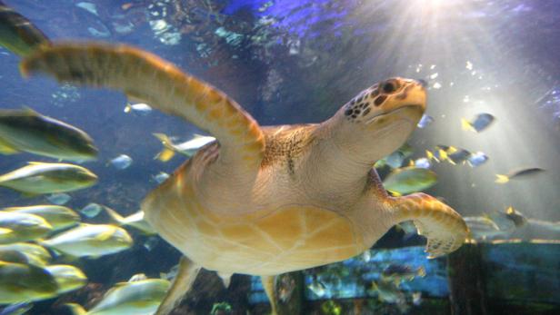 Tierarten sterben durch den Menschen schneller aus