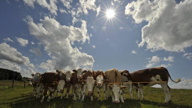 Eine Gruppe Kühe steht auf einer grünen Wiese unter einem strahlend blauen Himmel.