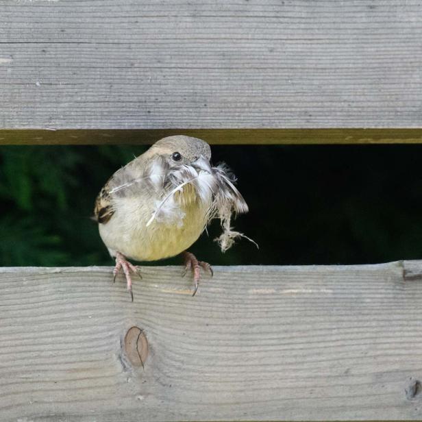 Spatz mit Nistmaterial