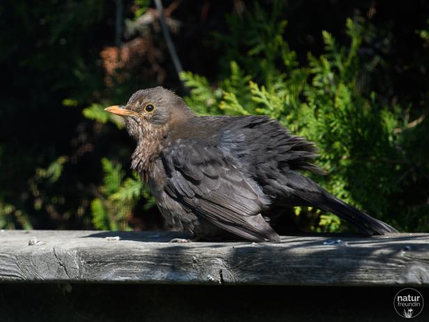 junge Amsel