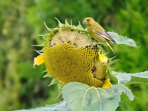 Grünfink auf Sonnenblume