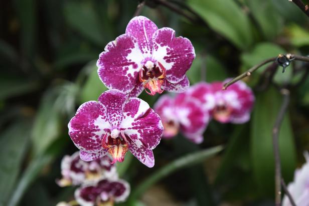 Botanischer Garten Linz: Diven wollen Streicheleinheiten