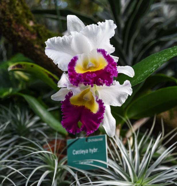 Botanischer Garten Linz: Diven wollen Streicheleinheiten