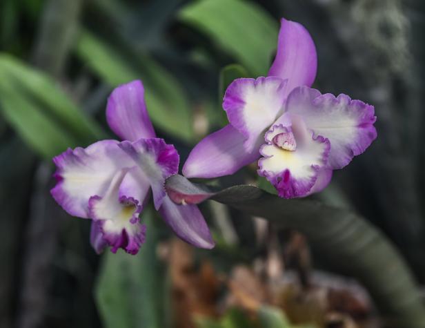 Botanischer Garten Linz: Diven wollen Streicheleinheiten