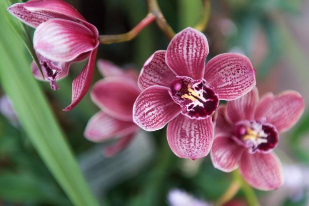 Botanischer Garten Linz: Diven wollen Streicheleinheiten