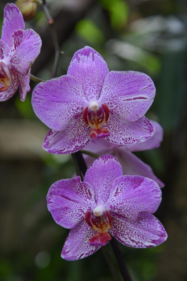 Botanischer Garten Linz: Diven wollen Streicheleinheiten