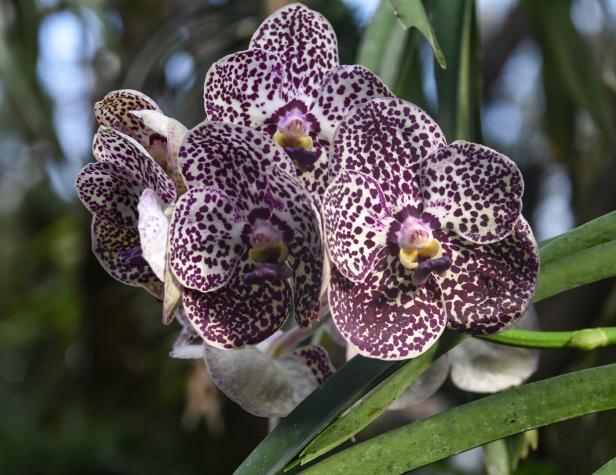 Botanischer Garten Linz: Diven wollen Streicheleinheiten