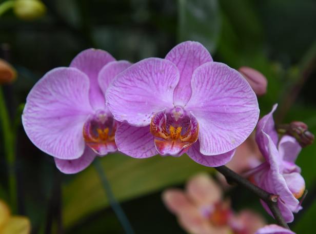 Botanischer Garten Linz: Diven wollen Streicheleinheiten