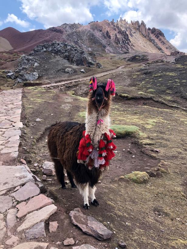 Ein geschmücktes Lama (erkennbar an den stehenden Ohren) am Weg zur Spitze des Palccoyo.