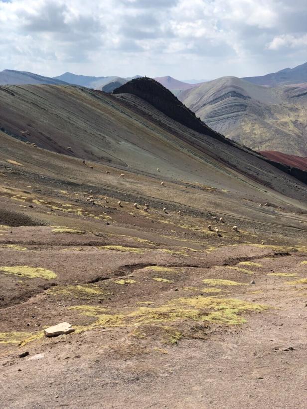 Auf freilaufende Lama- und Alpaka-Herden trifft man im ländlichen Peru überall.