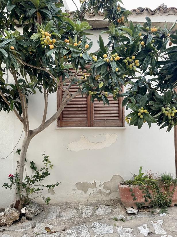 Zitronenbaum auf Sizilien vor einem italienischen Haus, Pflastersteine, Fensterladen, Blumen und Kräuter auf der Straße