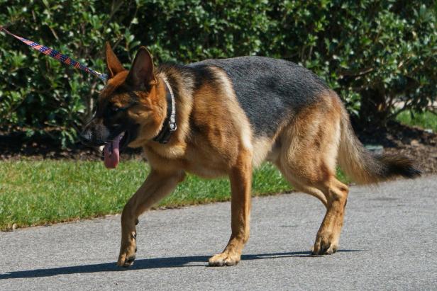 24 Angriffe gegen Agenten: Bidens Hund biss öfter zu als gedacht