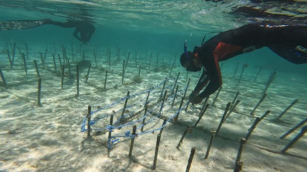 Warum Korallenriffe wichtig sind und wir sie retten müssen