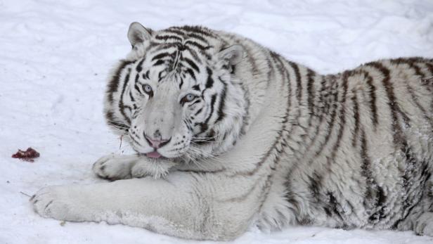 Ein weißer Tiger liegt im Schnee und putzt sich.