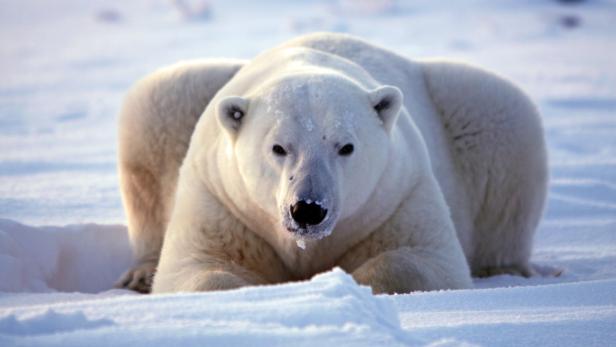 Ein Eisbär liegt im Schnee.
