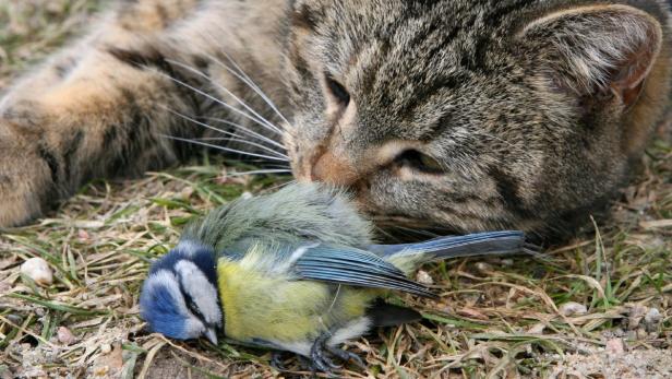 10 populäre Irrtümer über Katzen