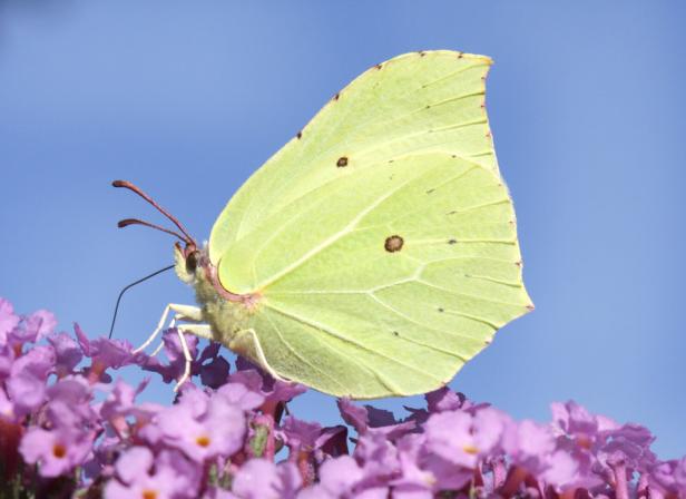 Wie Sie Schmetterlingen helfen können zu überleben