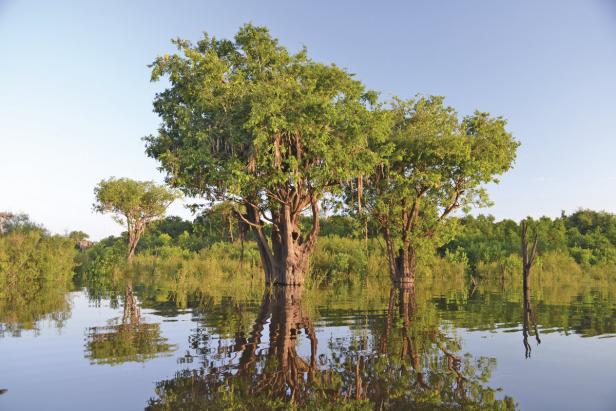 Atemberaubender Amazonas