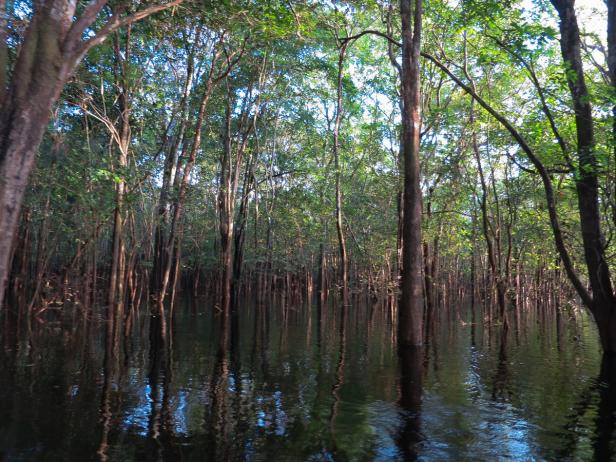 Atemberaubender Amazonas