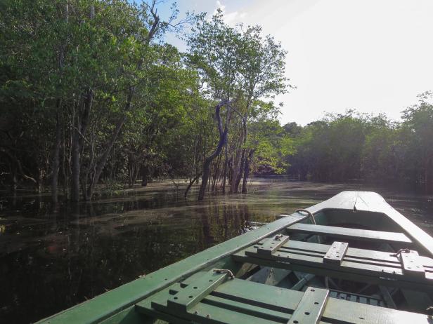 Atemberaubender Amazonas